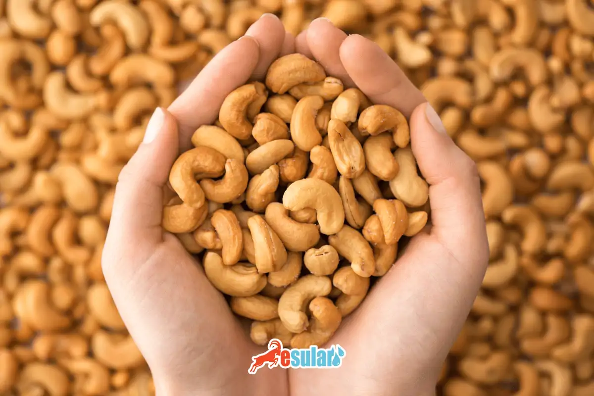 Wie wird der Cashew-Anbau durchgeführt?