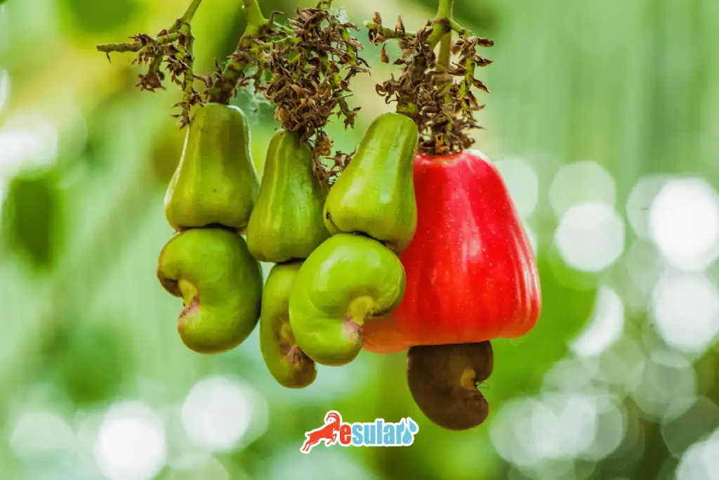 kaju-yetistiriciligi nasil yapilir