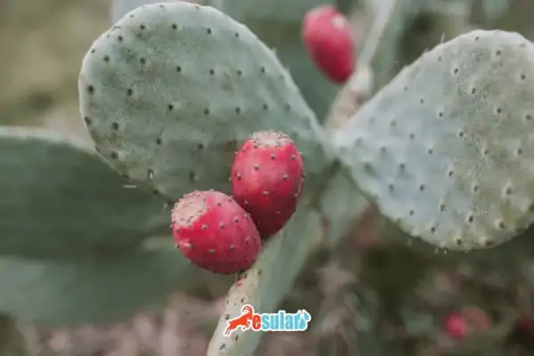 kaktus-meyvesi-nerede-yetisir