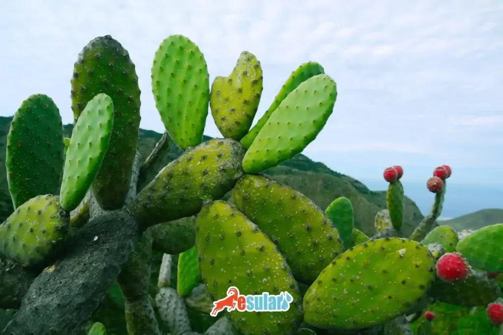 kaktus-nasil-yetisir