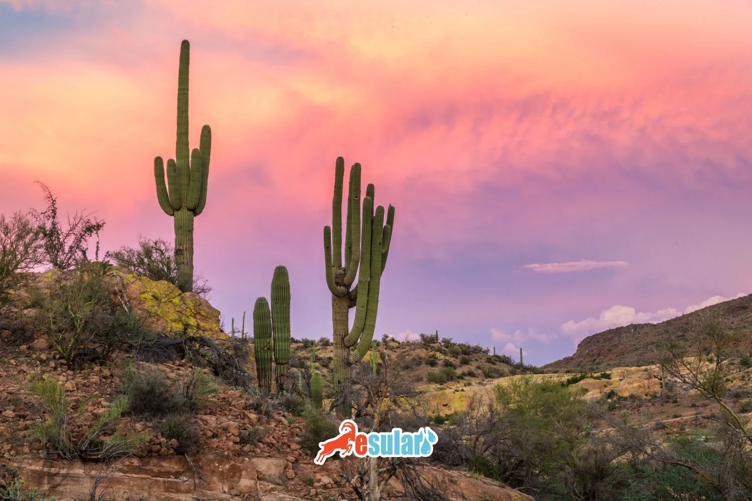 Kaktus Nədir, Necə Yetişdirilir?