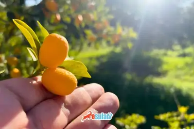 Kamkat Yetiştiriciliği Nasıl Yapılır?