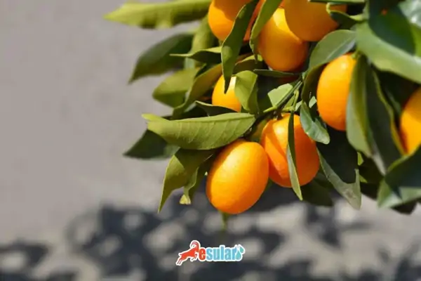 Wie wird Kumquat-Anbau betrieben? - Esular Akll Tarm Teknolojileri