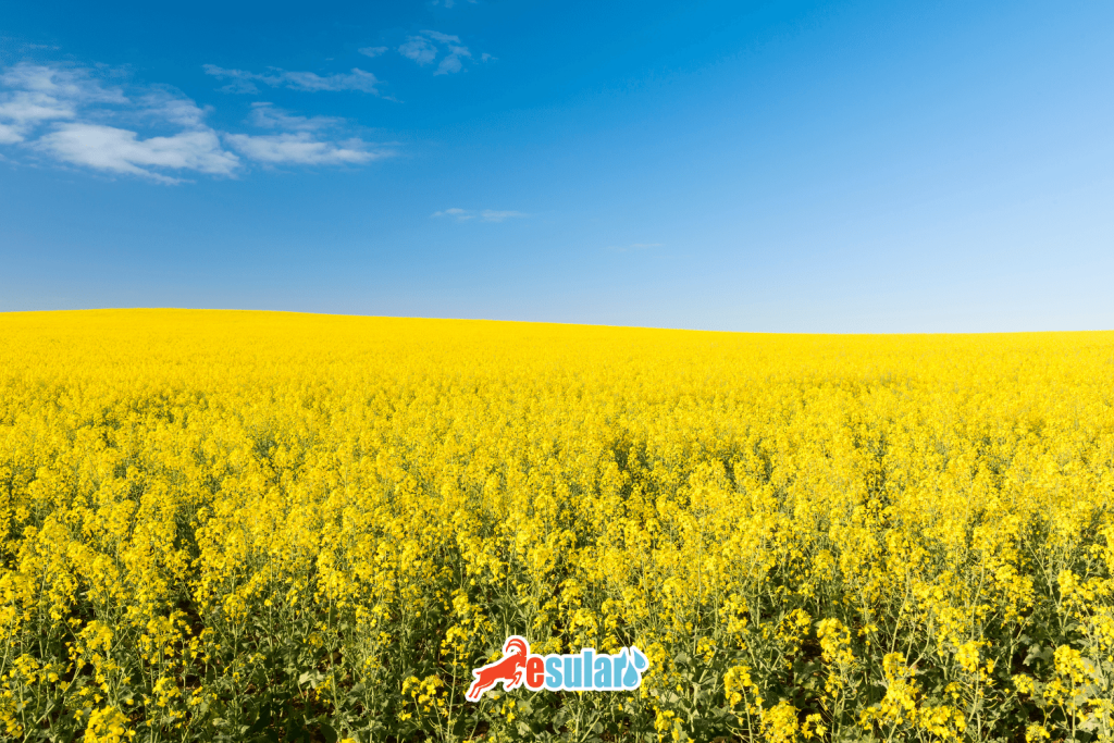 kanola-yetistiriciligi-ekim-zamani