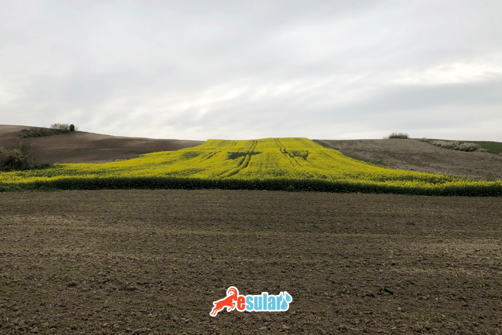 kanola-yetistiriciligi-gubreleme