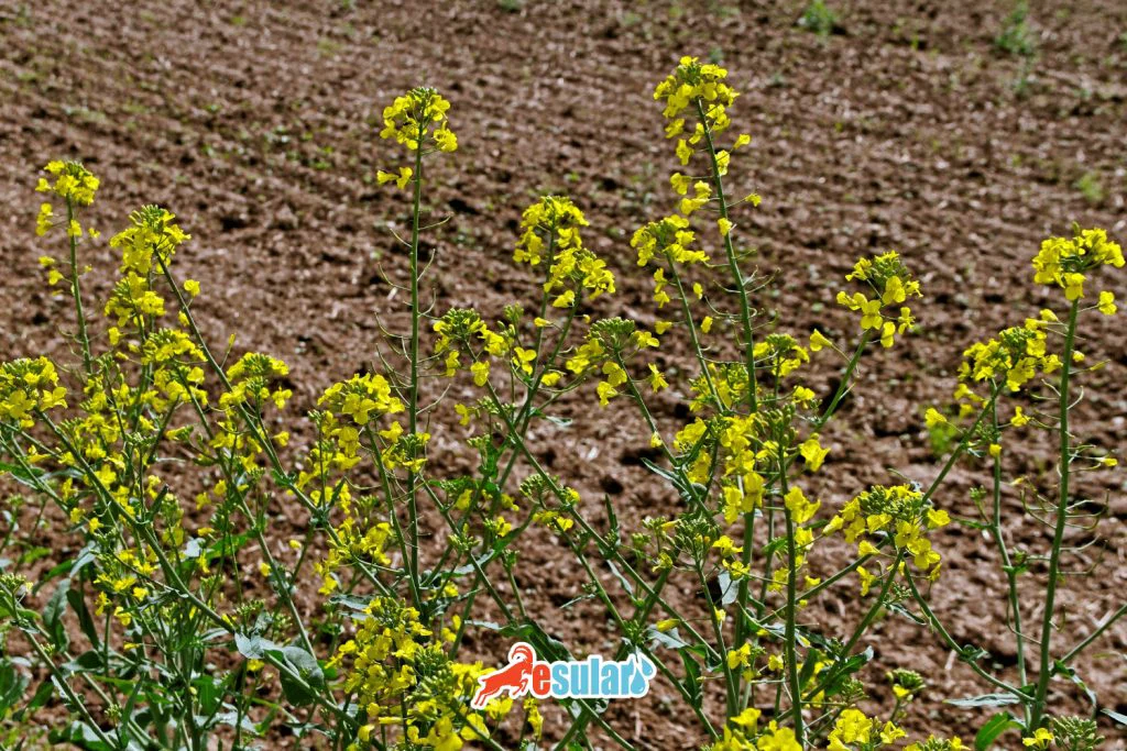 kanola-yetistiriciligi-iklim-ve-toprak-istegi