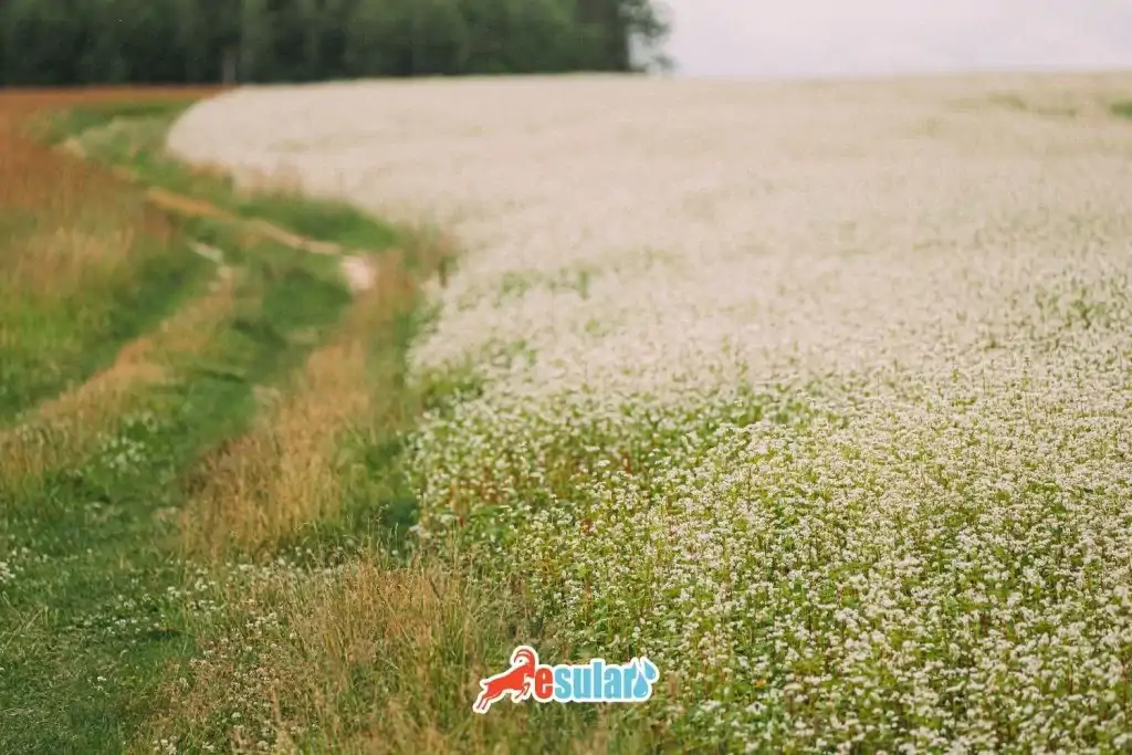 karabugday-nerede-yetisir