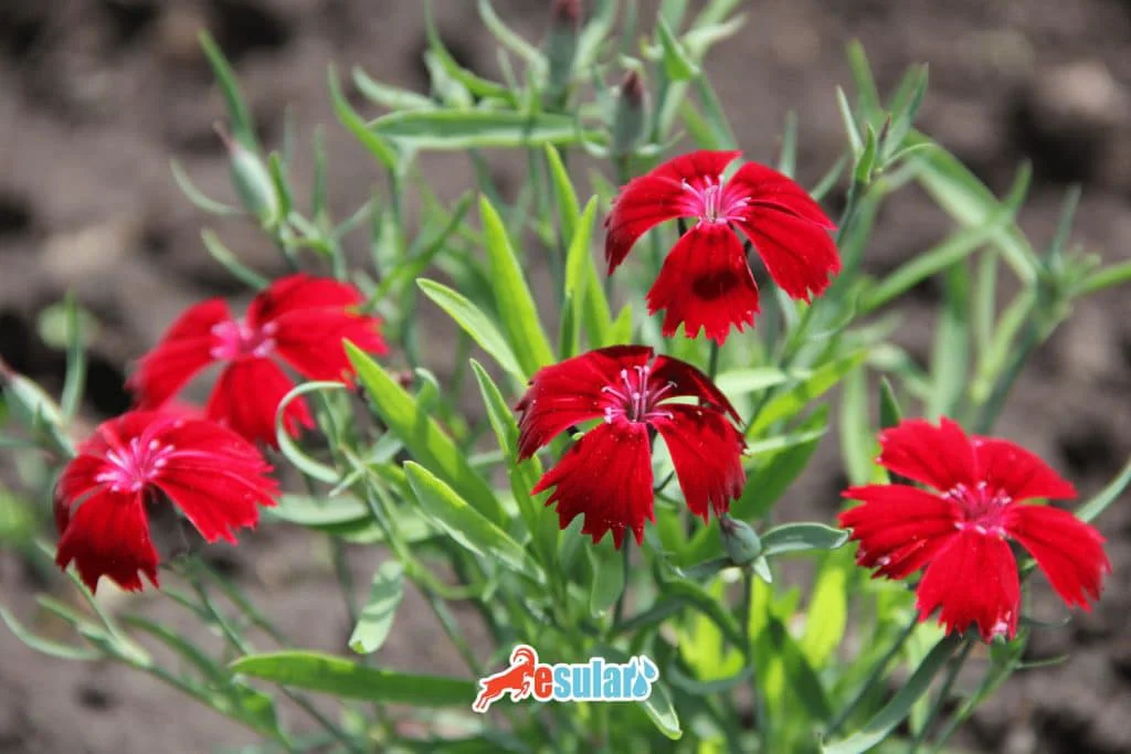 karanfil-nerede-yetisir