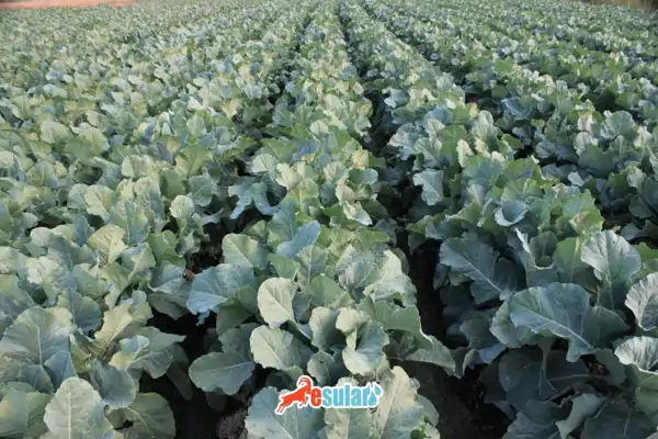 karnabahar-hangi-iklimde-yetisir