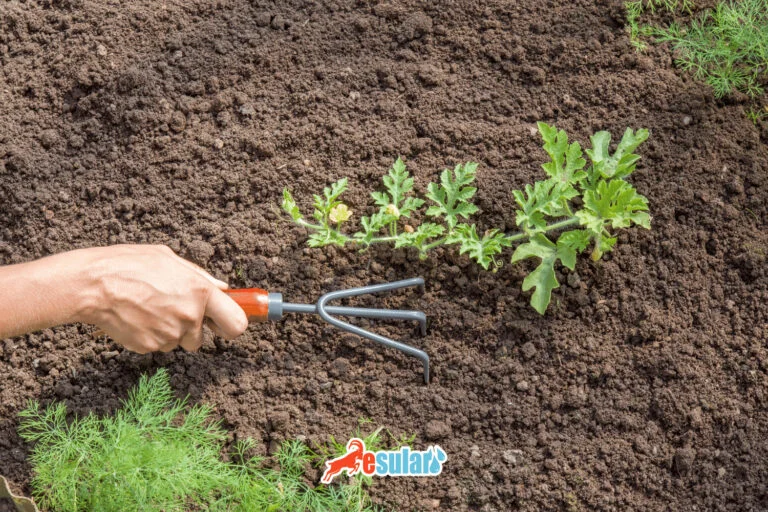 如何种植西瓜？