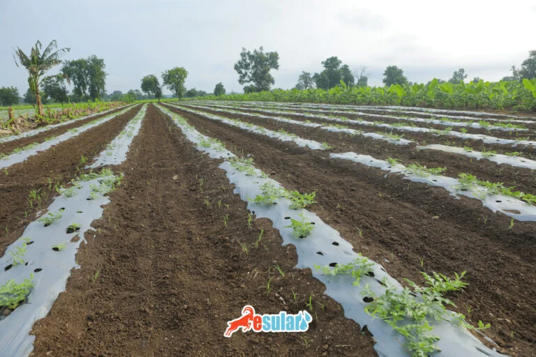 如何种植西瓜？