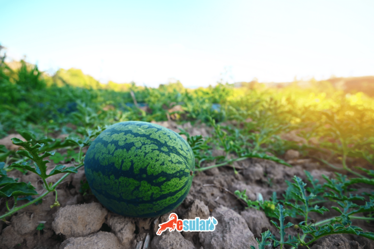 如何种植西瓜？
