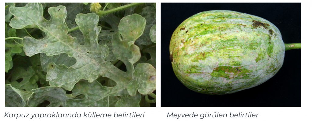 Karpuzda- Külleme -Hastalığı