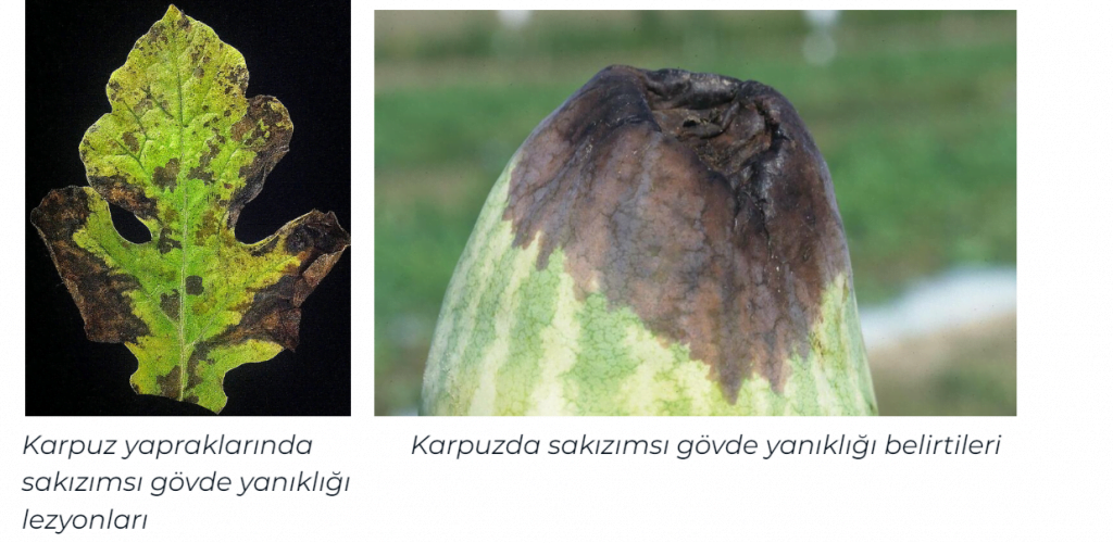 Karpuzda -Zamklı- Gövde -Çürüklüğü