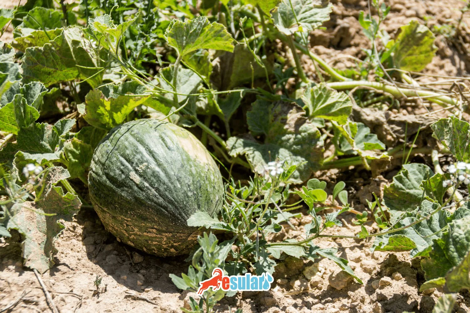 What is the Melon Fly?