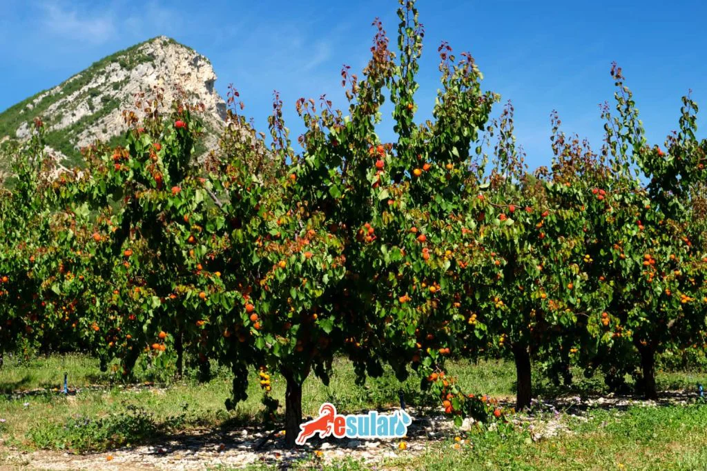 kayisi-agaci-ne-zaman-dikilir