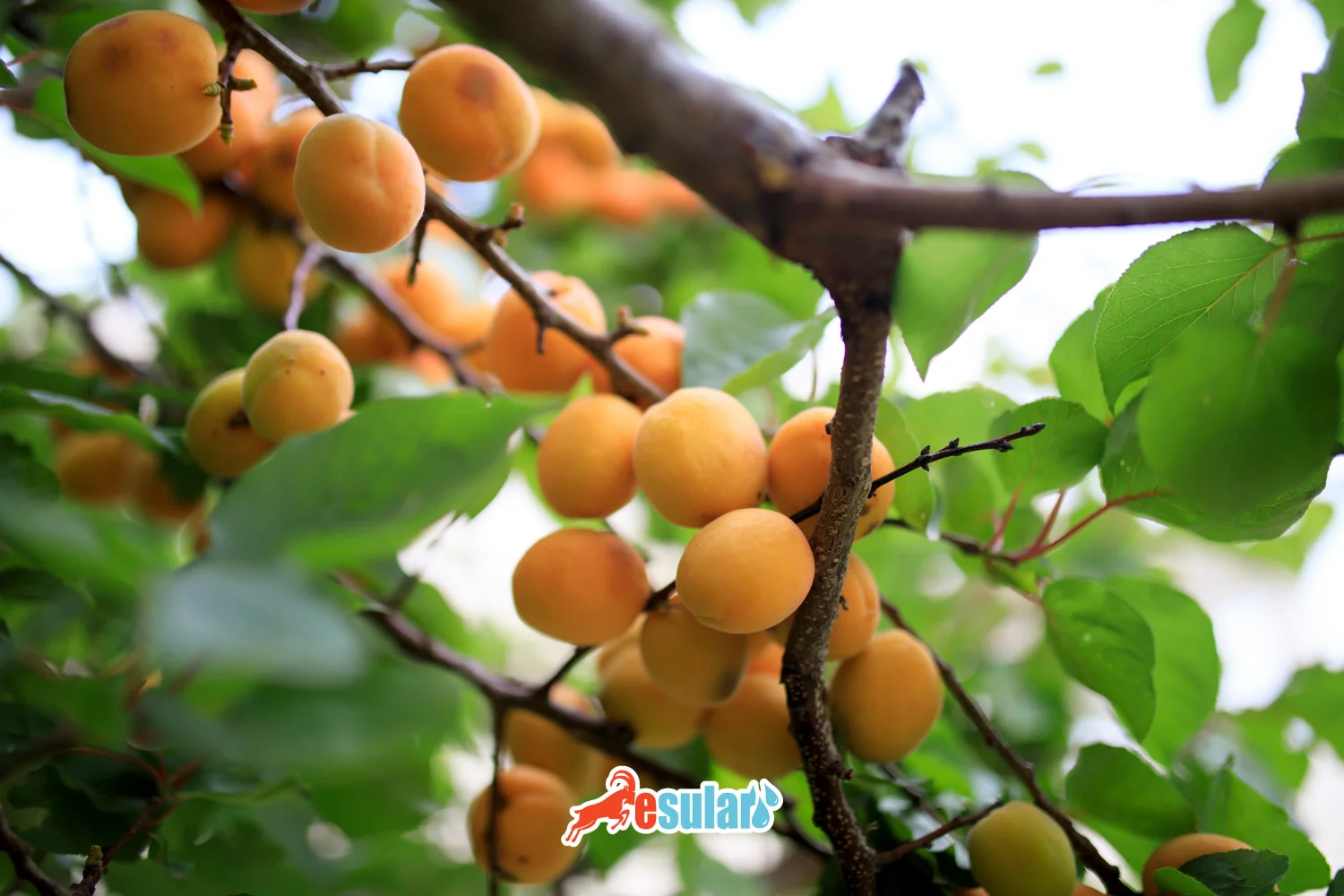 How to Grow Apricots?