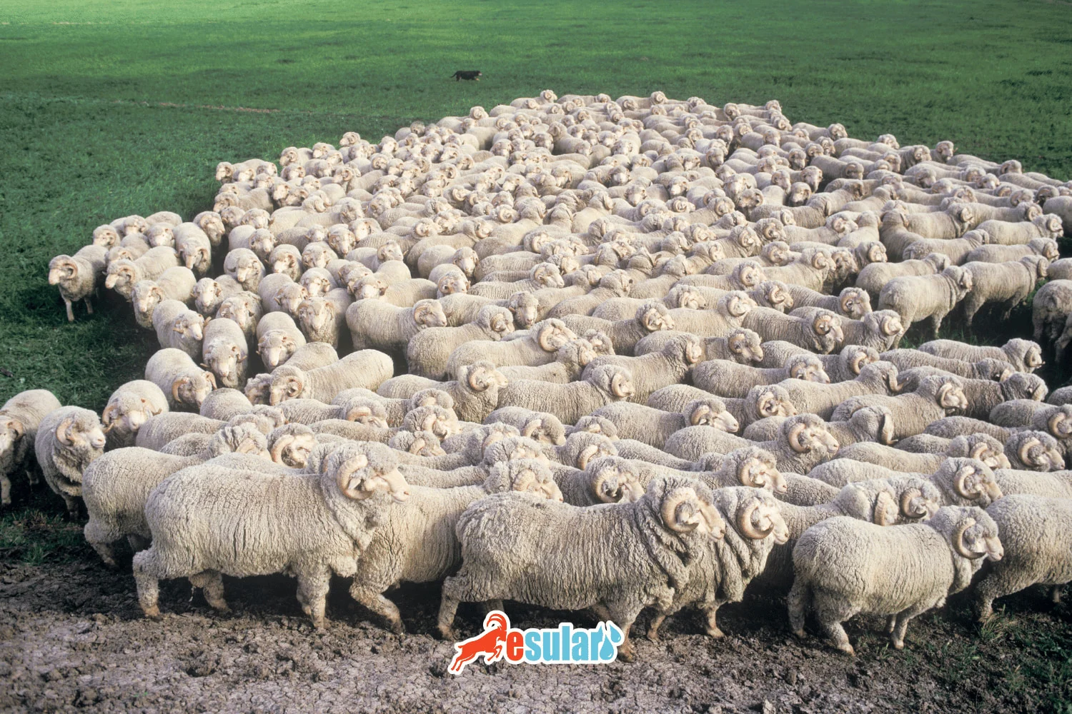 كيف يتم اختيار سلالات التربية في الأغنام؟