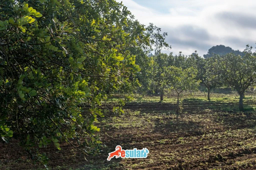 keciboynuzu-yetistiriciligi