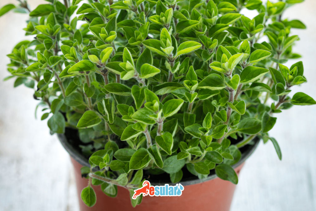 how-thyme-oregano-cultivation-is-done