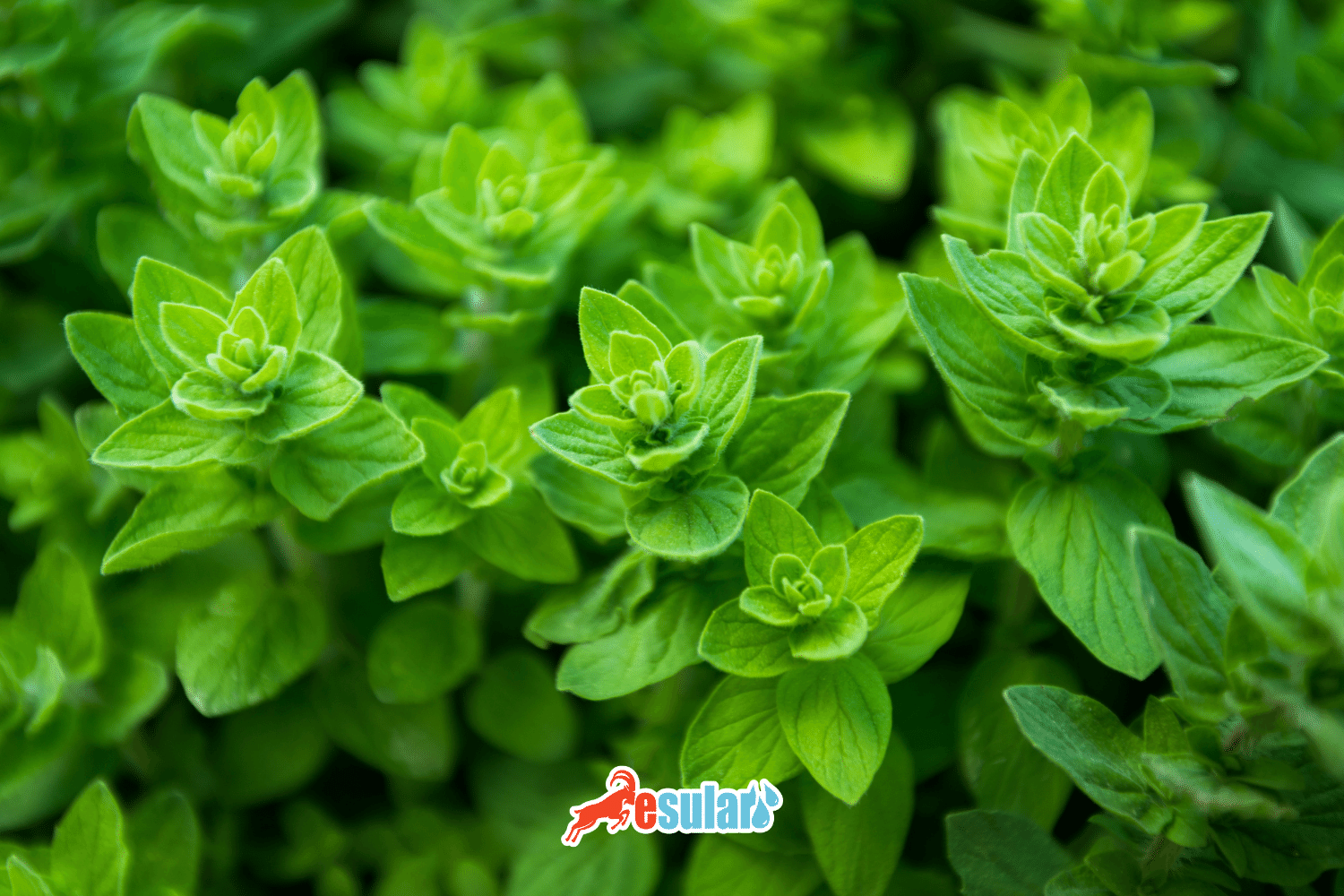 Kəklikotu (Oregano) Yetişdirilməsi Necə Həyata Keçirilir