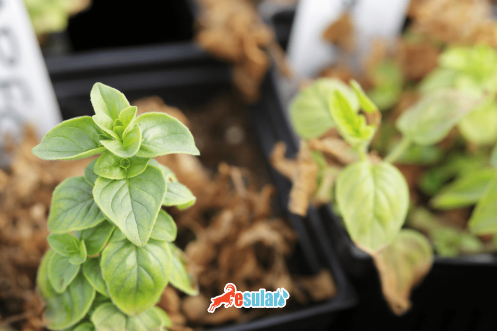 thyme-cultivation-tillage-seedling-planting