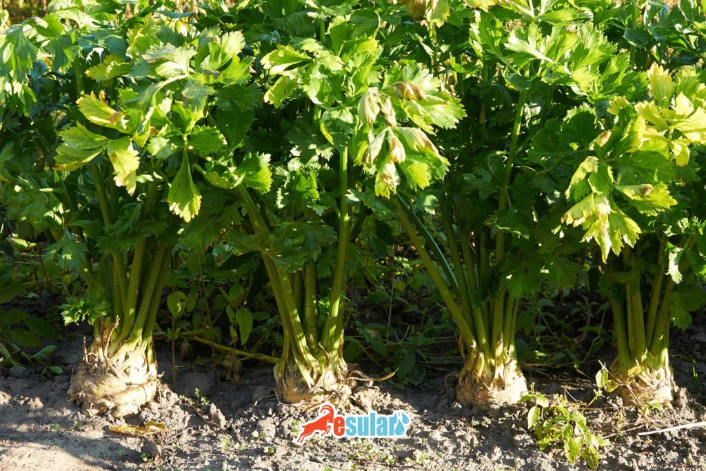 kereviz-yetistiriciligi-iklim-ve-toprak-istegi