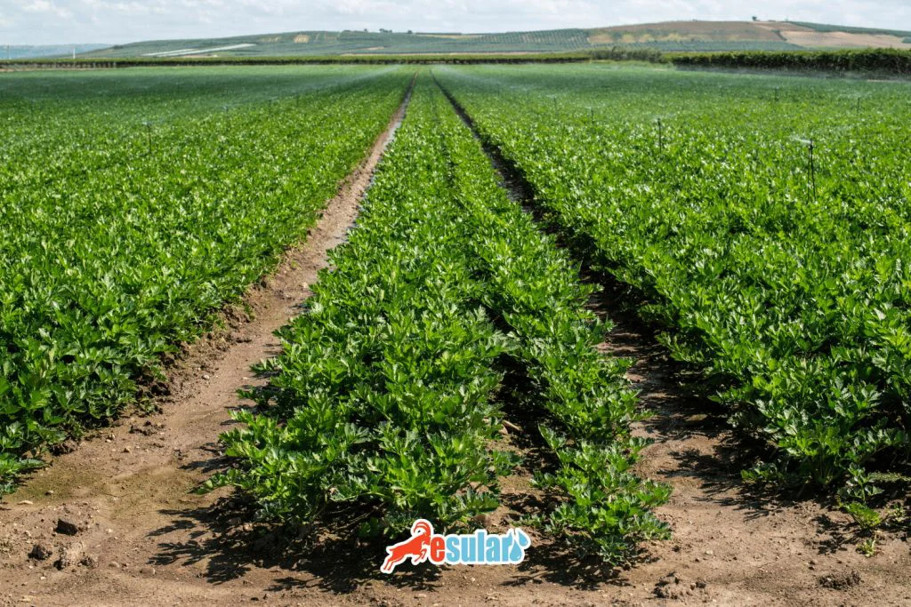 kereviz-yetistiriciligi-sulama