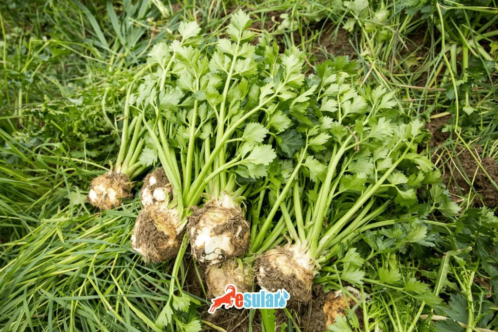 kereviz-yetistiriciligi-toprak-isleme-ve-fidan-dikimi