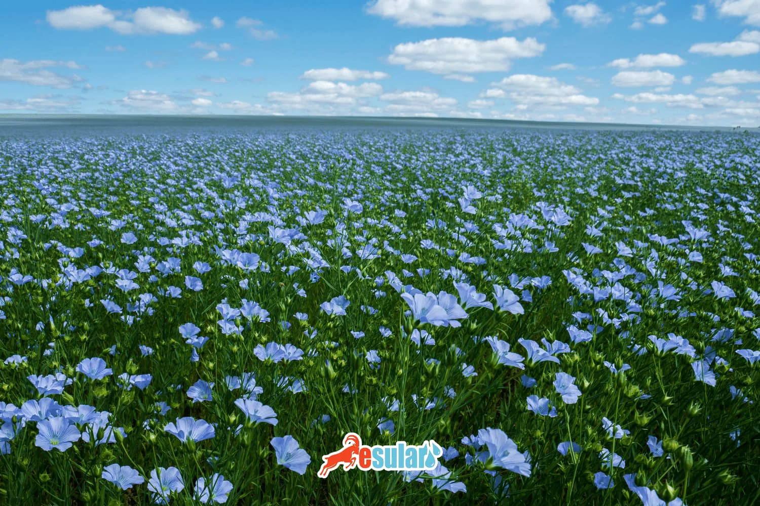 Kətan Yetişdirilməsi Necə Aparılır?