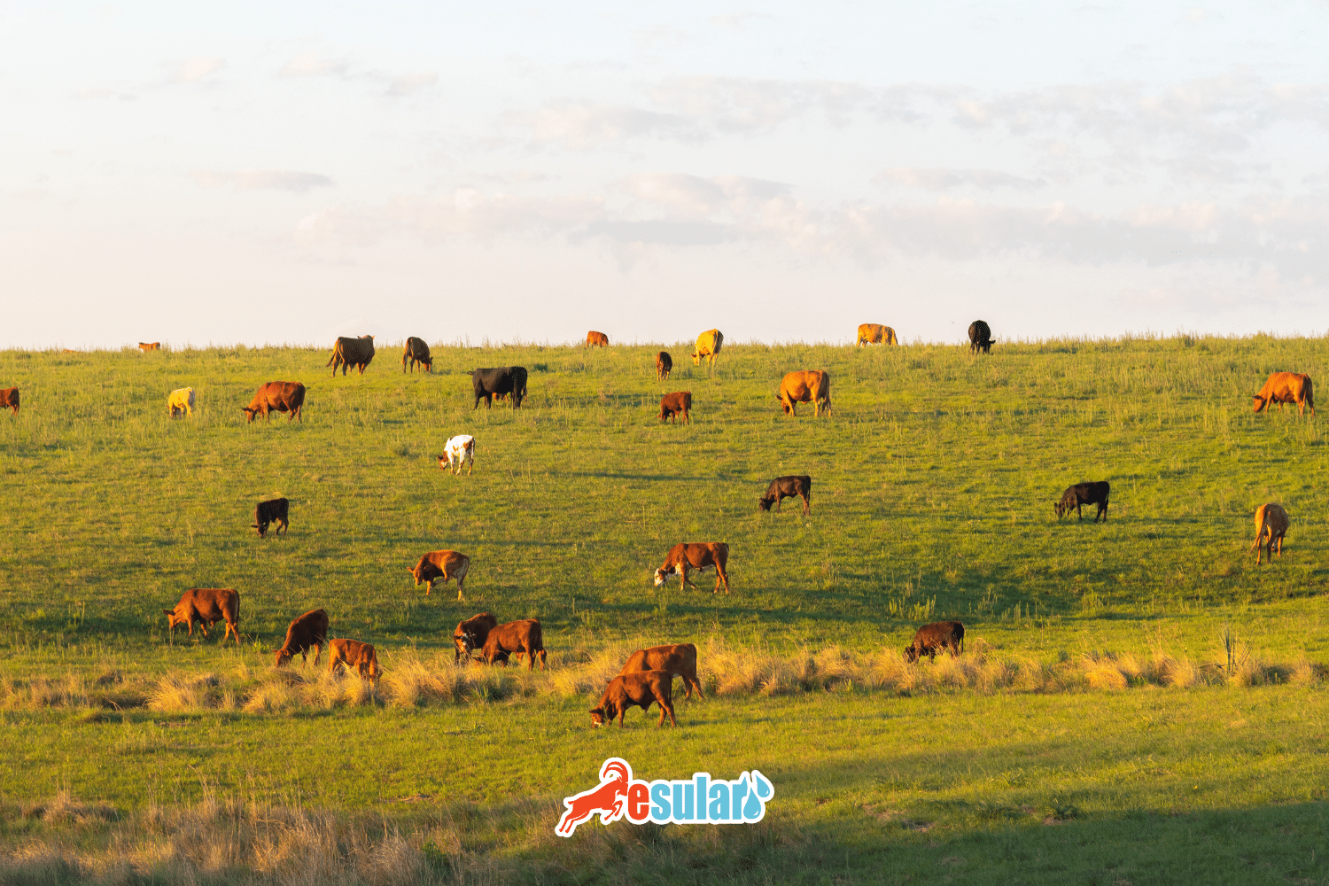 What is Ketosis Disease in Cattle?