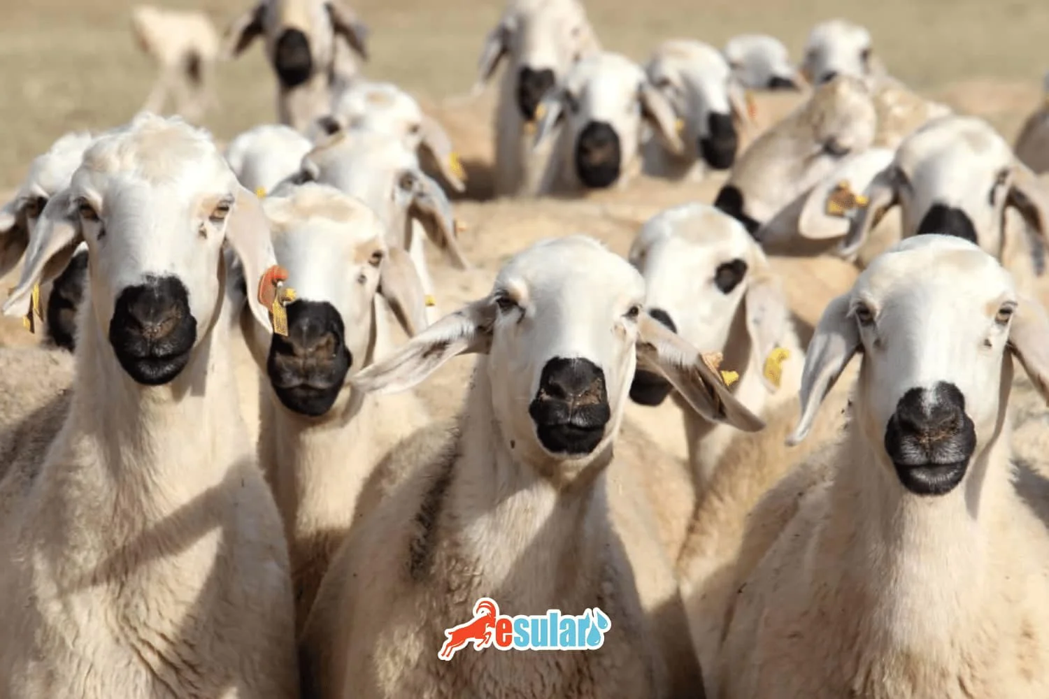 أغنام عكارامان