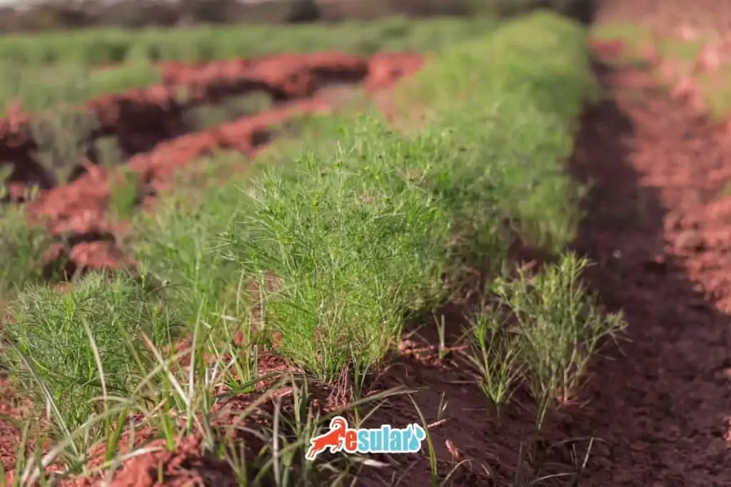 kimyon-kac-ayda-olur