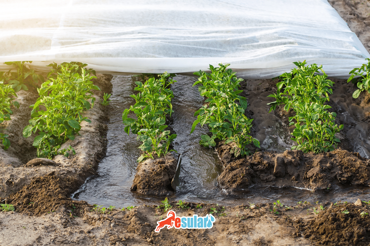 What is Furrow Irrigation?, How is Furrow Irrigation Done?