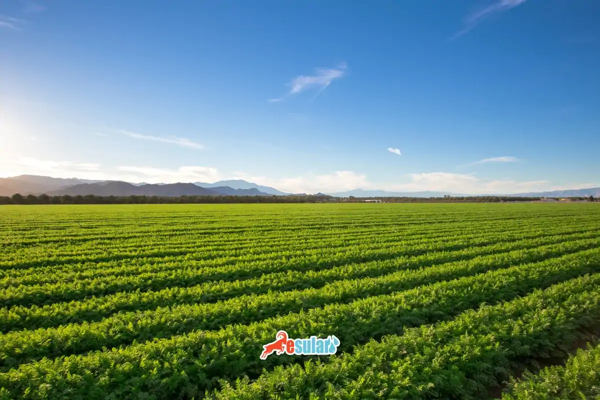 2026 Kırsal Kalkınma Tarımsal Sulama Destekleri: Akıllı Sulama ve %70 Hibe Rehberi