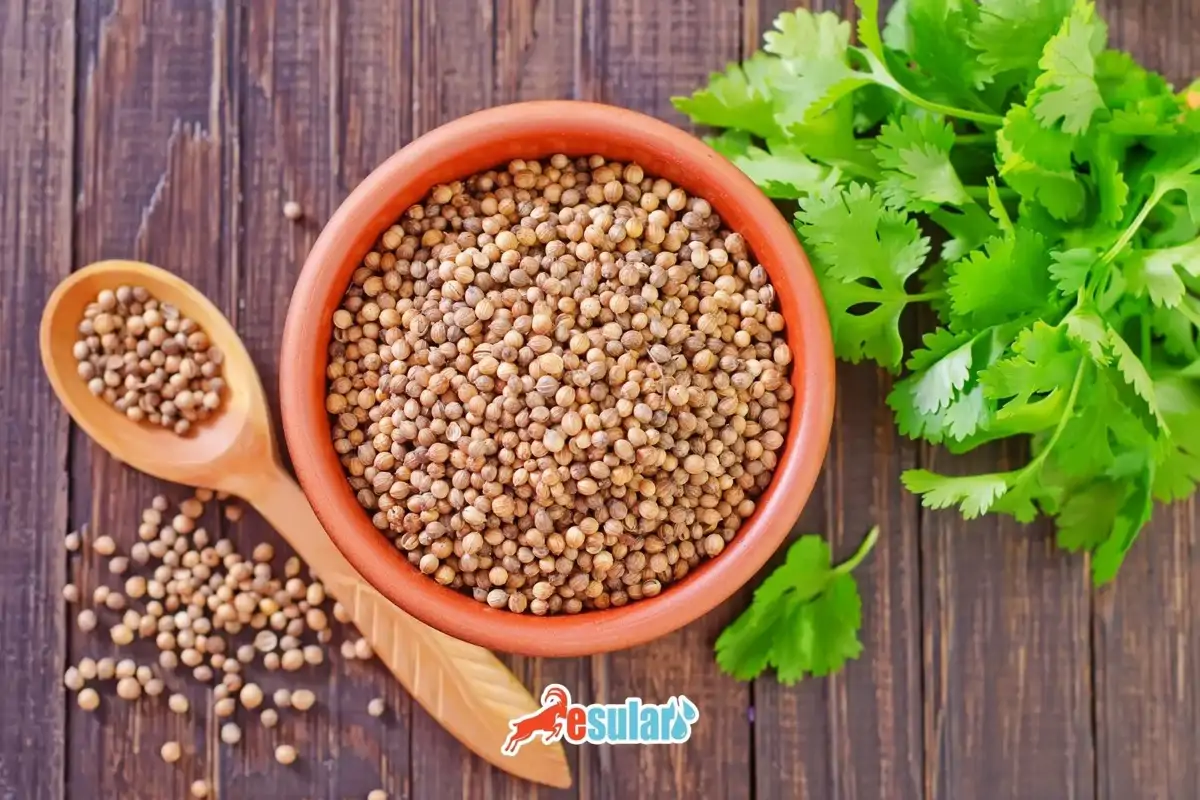 Kişniş Yetiştiriciliği Nasıl Yapılır?