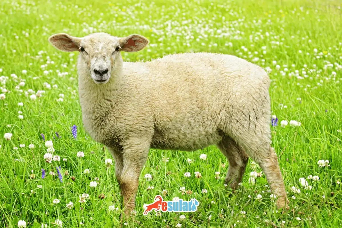 Kıvırcık Koyun Irkı