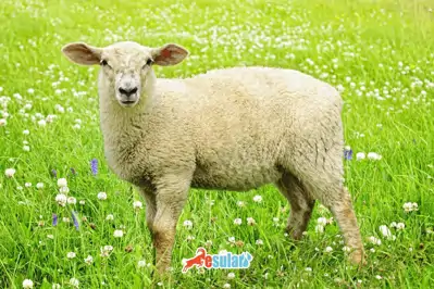 Kıvırcık Koyun Irkı