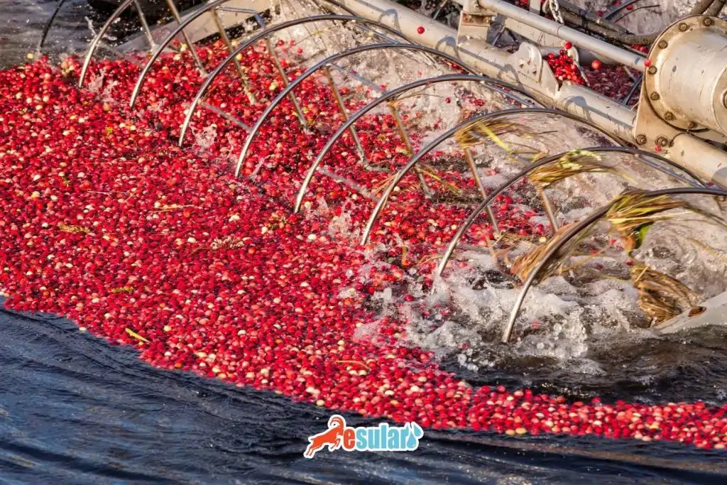 kizilcik-hasadi-ne-zaman-yapilir