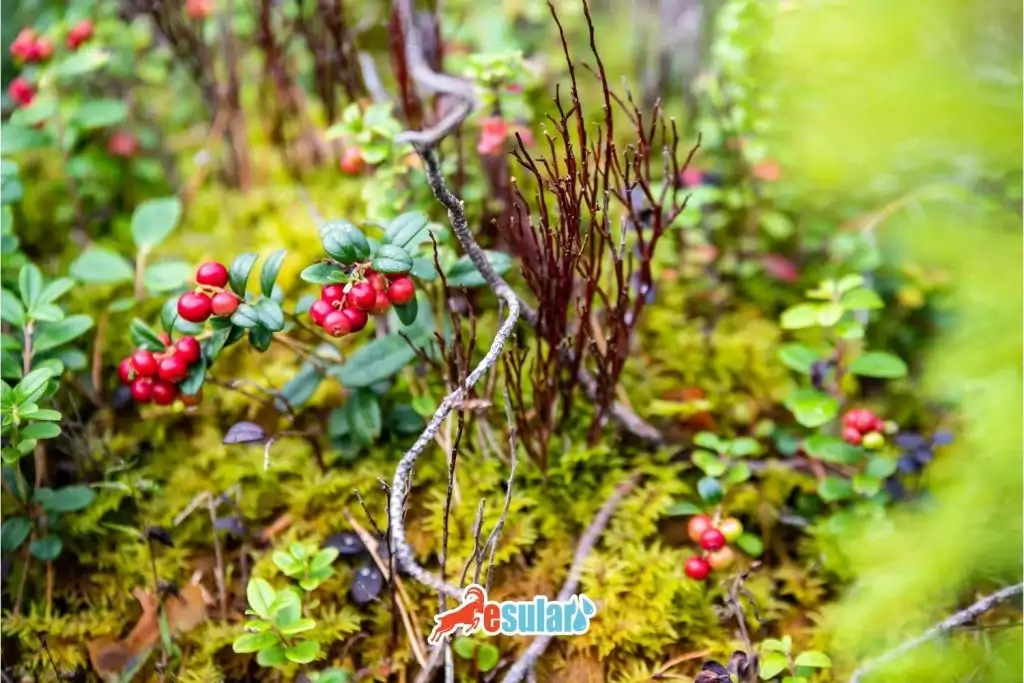 kizilcik-nerede-yetisir