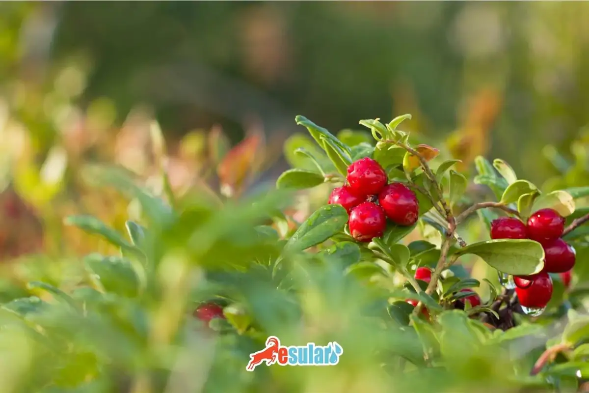 Kızılcık Yetiştiriciliği Nasıl Yapılır?