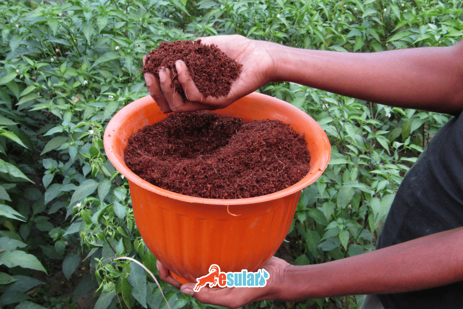 Что такое Cocopeat (кокопит)? Где он используется?
