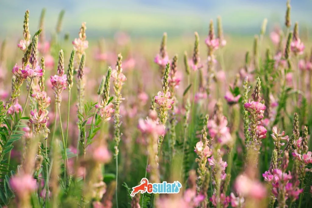 sainfoin-cultivation