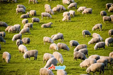 Koyunlarda Delibaş Hastalığı Nedir?