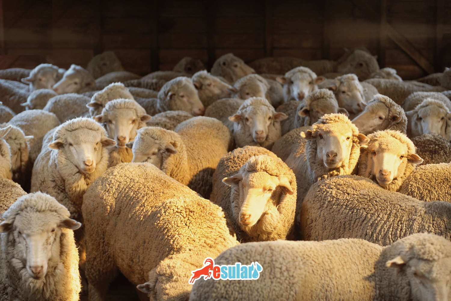 What is Jaundice in Sheep?