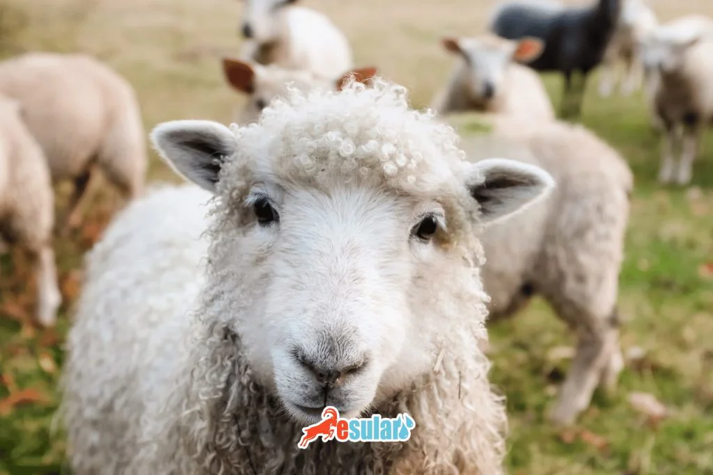 what-is-scrapie-disease-in-sheep
