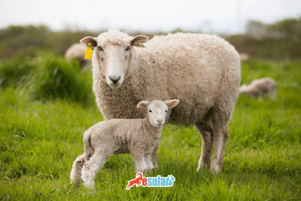 scrapie-disease-in-sheep