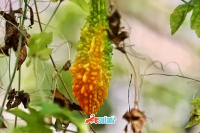 Kudret Narı Yetiştiriciliği Nasıl Yapılır?