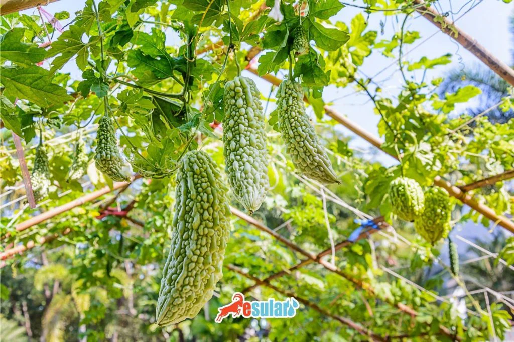 kudret-nari-nerede-yetisir