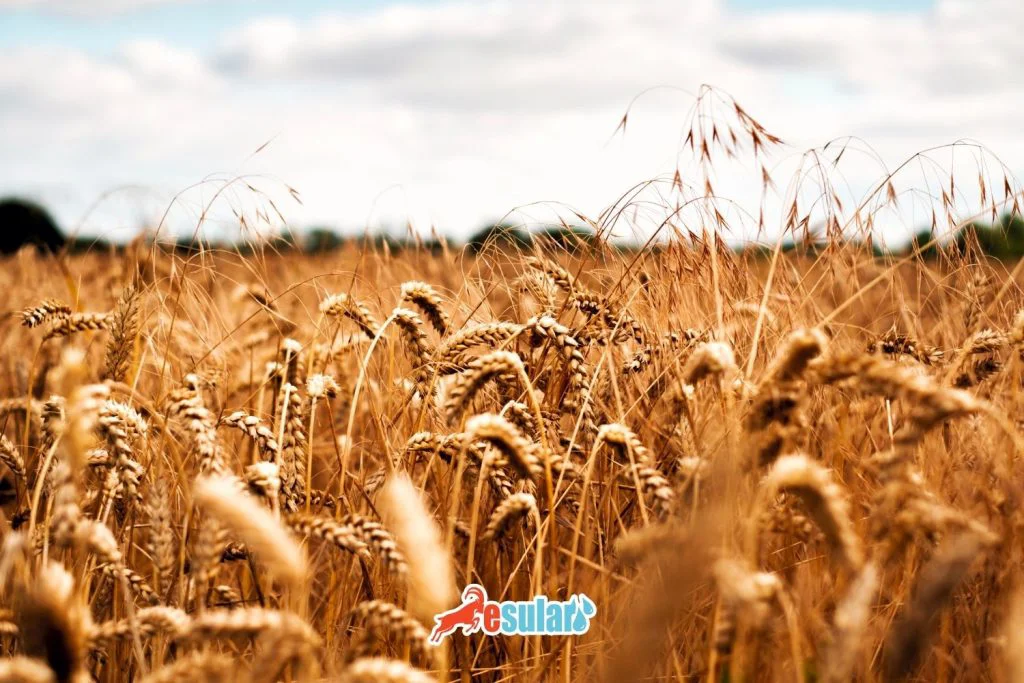 kurakliga-dayanikli-tarim